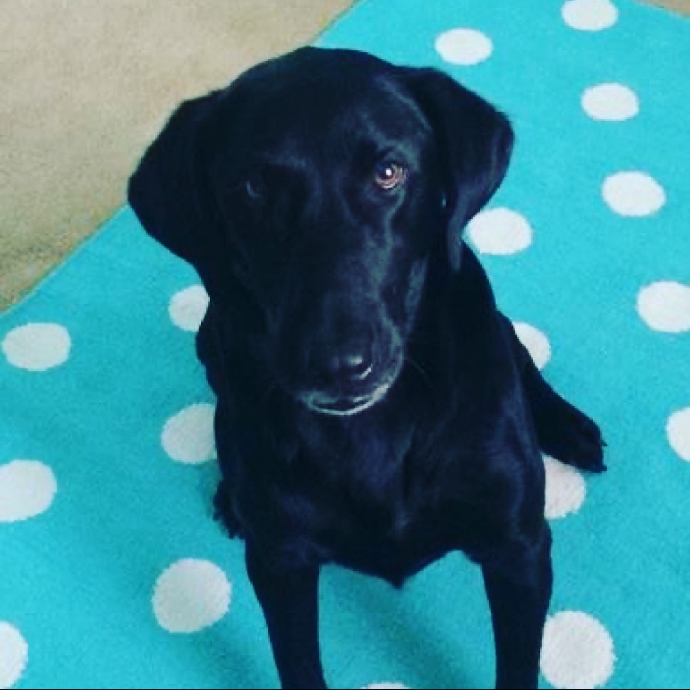 Meet your Posher, Katrina